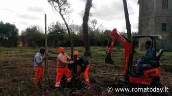 Alberi e parchi: il Campidoglio stanzia cento milioni per la cura del verde