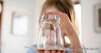 Banish spiders during dreaded mating season using tricks they hate