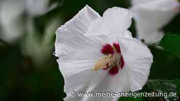 Hibiskus schneiden im Herbst – darum ist das keine gute Idee