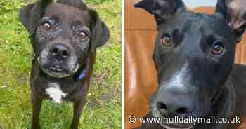 Meet Cole and Archie - two dogs desperately looking for their forever homes