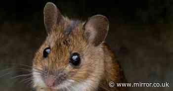 One natural item all mice hate will keep them out of your home forever