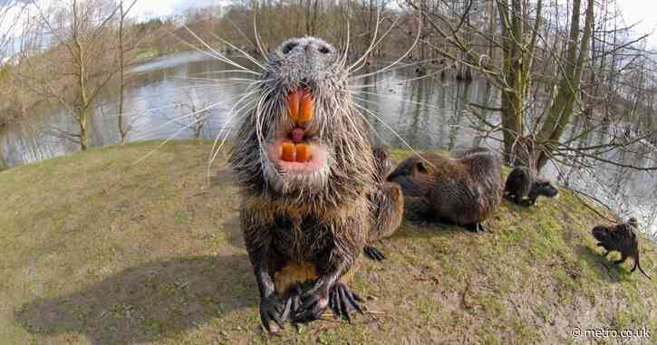 Dangerous rat-like creatures with orange teeth invade crucial water sources – what are they?