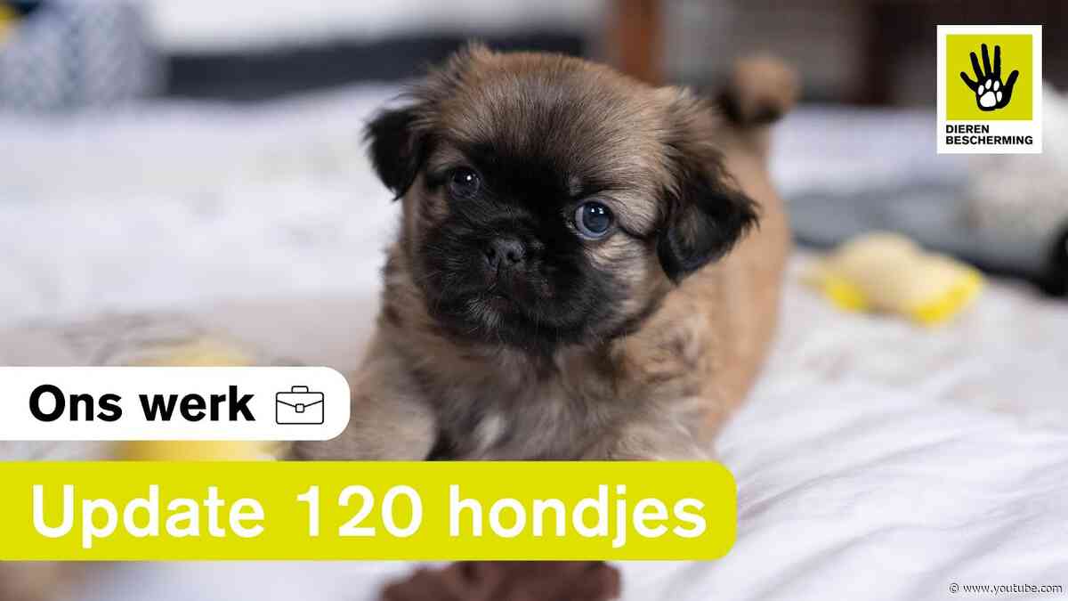 Hoe is het nu met de 120 verwaarloosde honden?