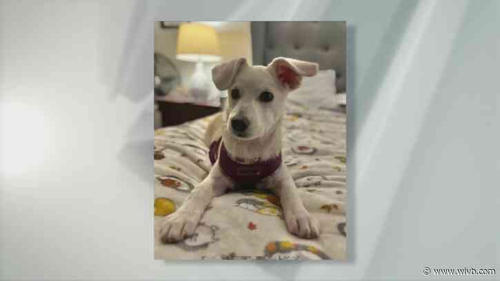 3-month-old Ghost has puppy energy and needs a forever home