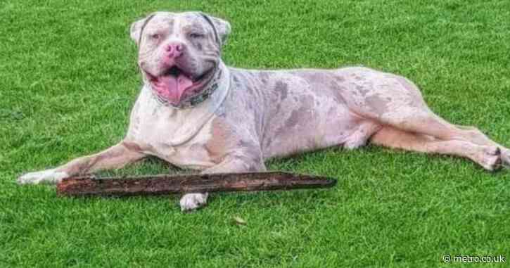 Police put down family’s ‘beloved’ XL bully by mistake