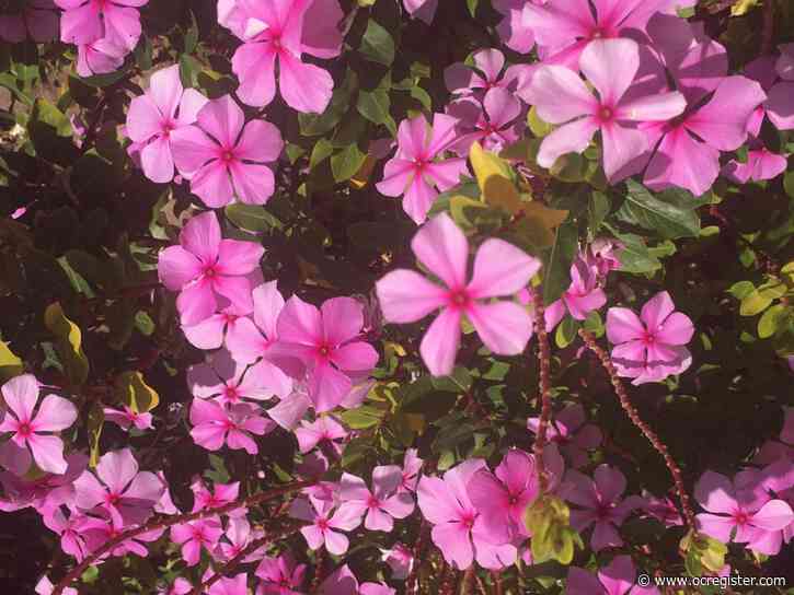 These lovely ornamental plants are actually on invasive species list