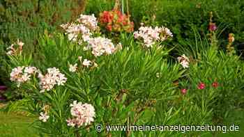 Oleander im Topf: Die richtige Erde ist entscheidend und lässt sich leicht selber mischen