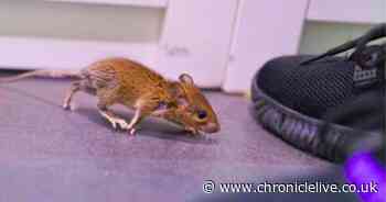 Deter rats and mice in 5 minutes with simple home and garden fixes