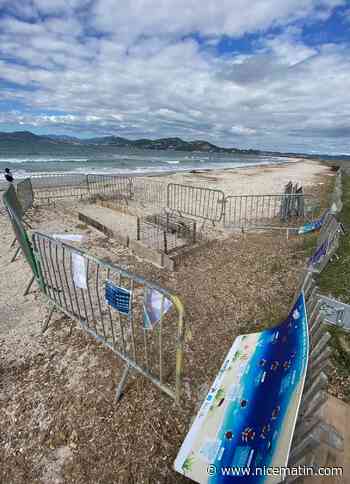 "C’est pas très bon signe": à Hyères, inquiétude autour des œufs de tortues