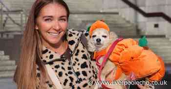 17 pictures as dogs dress to impress on ghostly tour of Liverpool