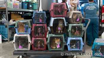 Dozens of cats rescued from 'overcrowded home'