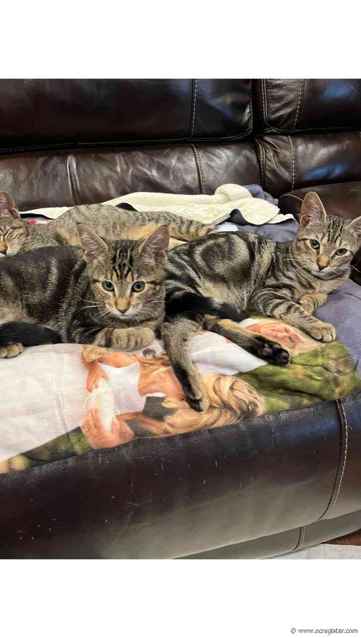 Bengal mix kitties Molly and Minnie have grown to love people