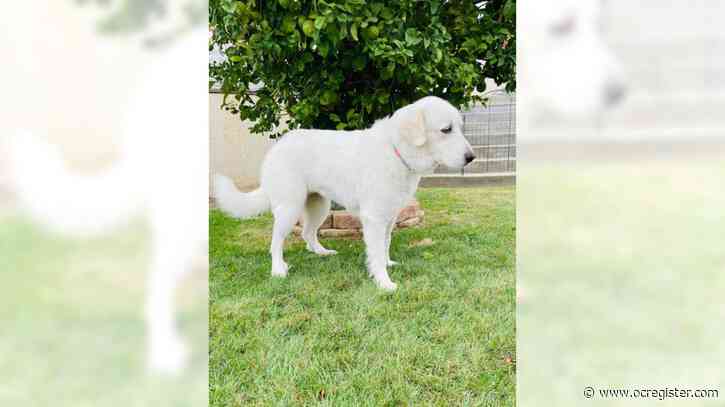 Great Pyrenees Chloe is well-mannered, indoors and out