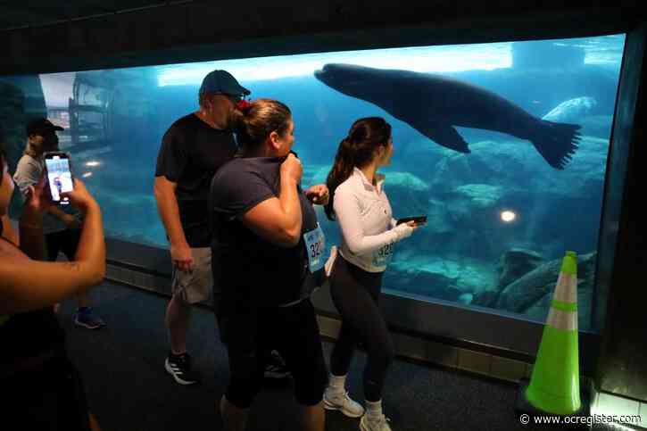 Runners, walkers speed past marine life during 2024 Aquarium of the Pacific 5K