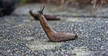 Discarded kitchen waste item 'keeps slugs out of your home as they hate it'