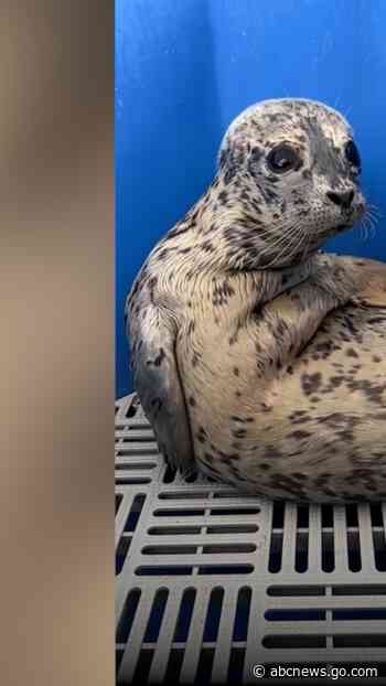 WATCH:  Meet Biscuits, the adorable sea pup making everyone's day