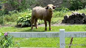 Former owner of water buffalo that roamed Iowa suburb for days pleads guilty