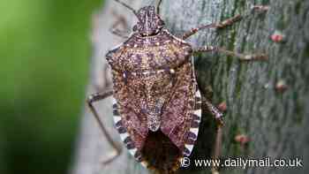 The Chinese stink bug set to ravage our gardens plants and crops