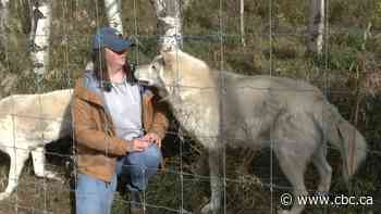 Wolfdog sanctuary hoping for cash boost as capacity shrinks