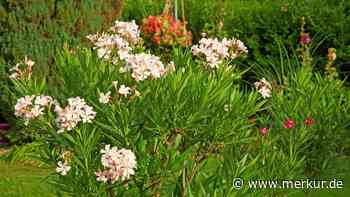 Oleander im Kübel benötigt spezielle Erde – die können Sie auch einfach selber herstellen