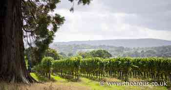 Welcome to Sussex wine country and its 138 vineyards