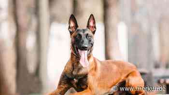 Malinois sind perfekte Diensthunde – doch sind sie auch familientauglich?