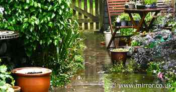 8 things you should always do in your garden after it rains to save time and money