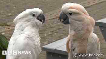 Couple love showing people their 20 rescued parrots