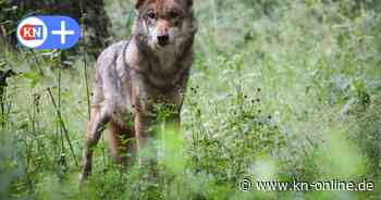 FPD Schleswig-Holstein fordert Bestandsmanagment für den Wolf