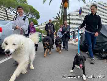 "Réveiller les consciences sur la maltraitance animale": une marche canine a eu lieu à Villeneuve-Loubet ce dimanche