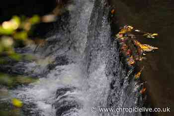 Leaves changing colour as autumn begins to transform Jesmond Dene