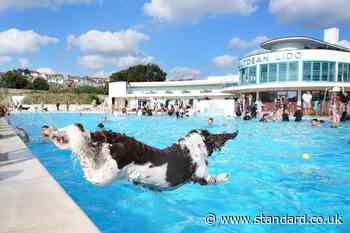 Doggy-paddling pets and owners take over lido for fundraising swim