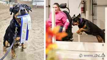 When this Alberta woman rolls up to the dog show, people notice