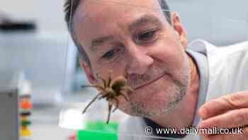 How the deadly funnel-web spider could save thousands of Aussie lives