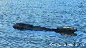 Police SHOOT dead juvenile whale after it got stranded alongside its mother in the Thames estuary with no chance of rescue