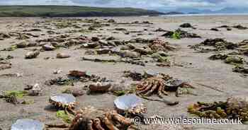 'Nudist beach for crabs' left covered with thousands of shells