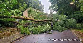 'The trees nearly hit a car' say residents after shock collapse