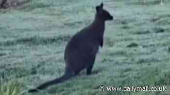 You've got to be joey-king! Wallaby seen wandering through garden in England weeks after marsupial was spotted roaming in the wild