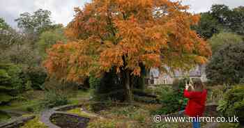 UK to have 'mixed bag' of autumnal displays and vegetable patches due to soggy year