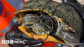 Terrapin the size of dinner plate found at water plant