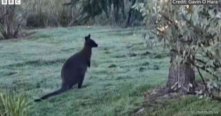 Rare animal spotted wandering through English garden in latest sighting