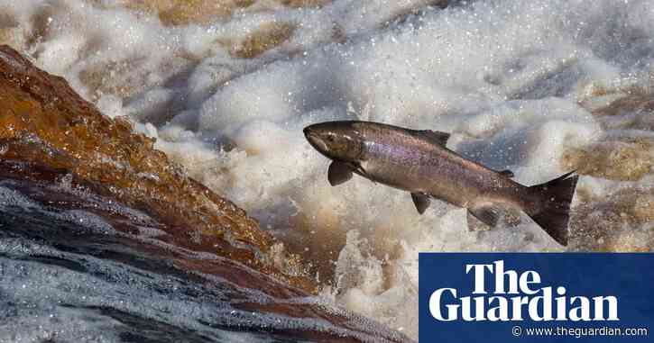 Salmon numbers in England and Wales last year were lowest on record