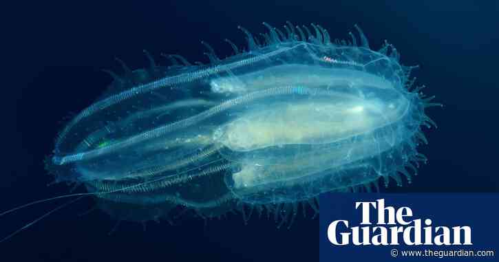 Comb jellies fuse together when injured, study finds