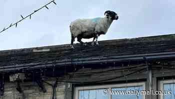 Was it a pint of baaaaaa-ger? Sheep climbs onto the roof of a country pub.... named The Fleece!