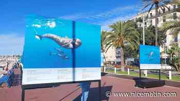 100 photos pour présenter la faune de la Méditerranée: cette expo gratuite et en plein air dure jusqu’à fin octobre à Nice, ne la ratez pas