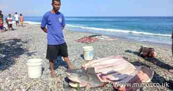 Fisherman's horror as 'unhealthy looking' shark found with woman's remains inside