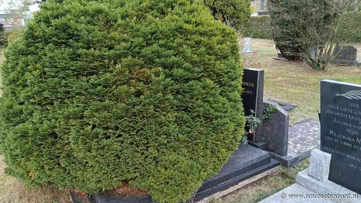 Hans ergert zich aan vieze grafstenen vol bomen en struiken: 'Triest'