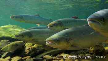 Salmon numbers hit record lows amid the 'deteriorating health' of English rivers, report reveals