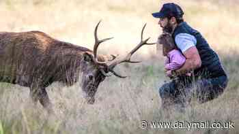 Terrifying photos show father with a toddler in his arms 'dangerously close' to stag at Richmond Park: Urgent warning issued to families