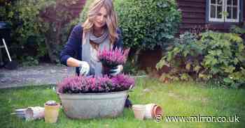 Best winter bedding plants to add a splash of colour to your garden